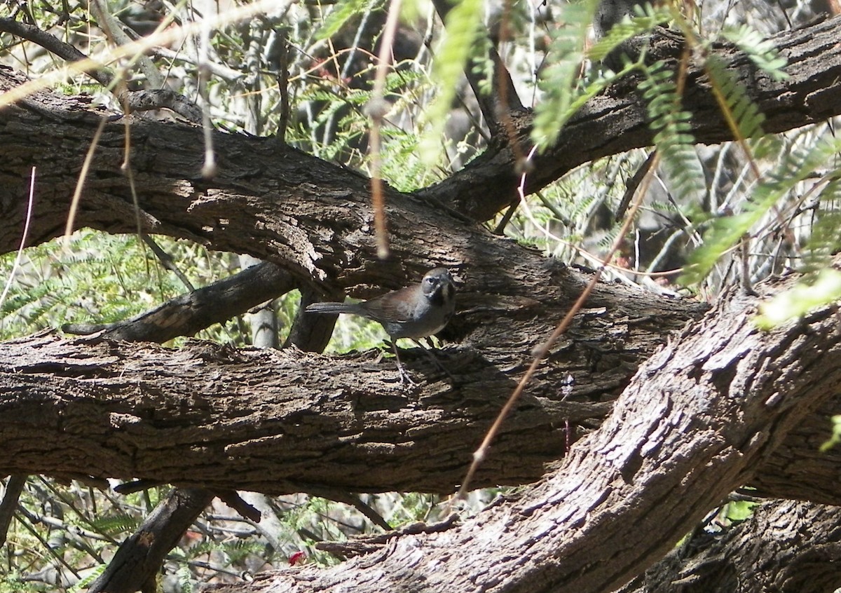 Five-striped Sparrow - ML643473339