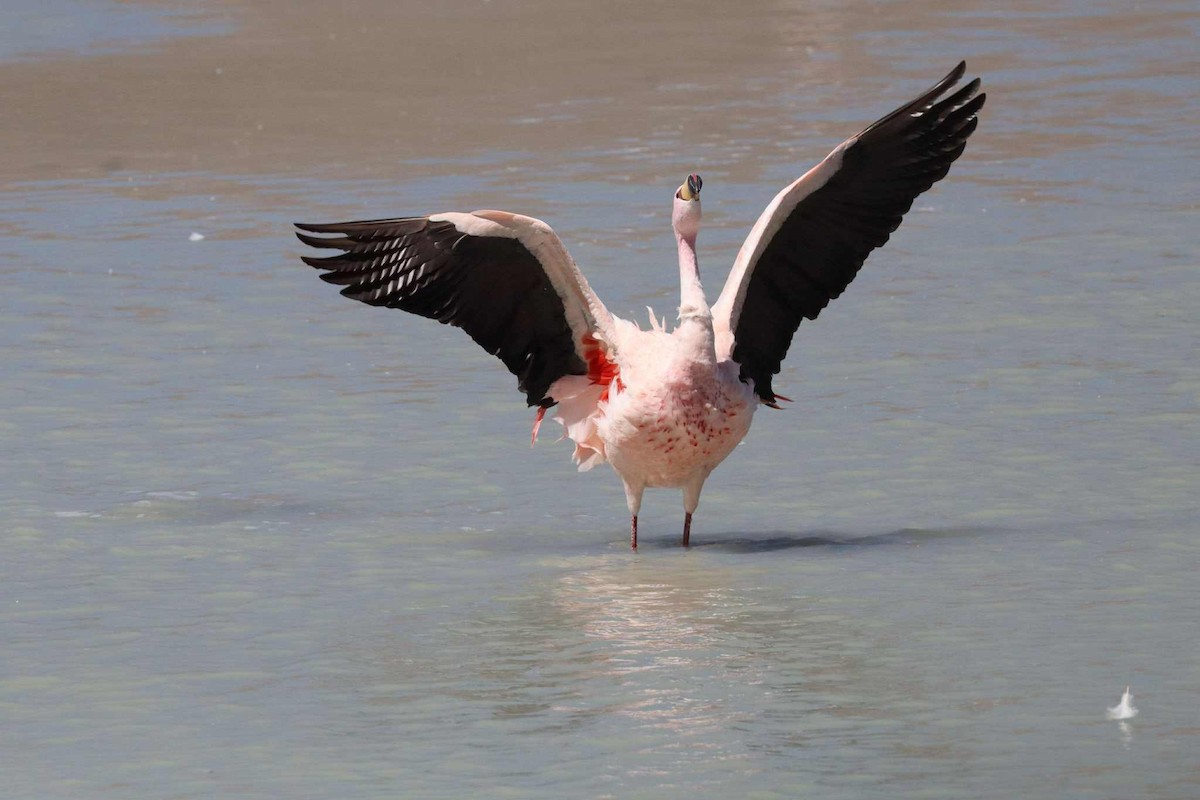 James's Flamingo - ML643473340