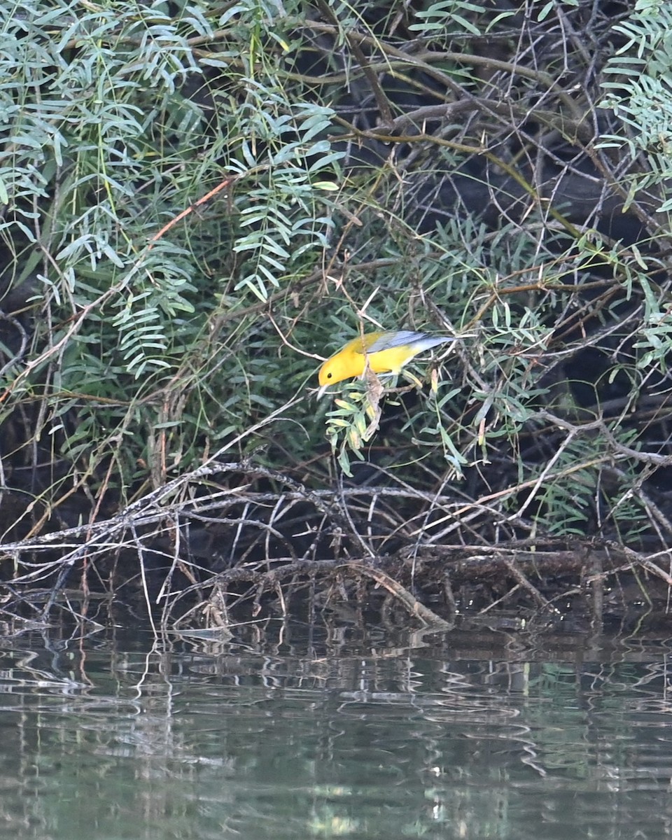 Prothonotary Warbler - ML643473346