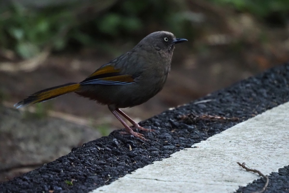 Elliot's Laughingthrush - ML643473362