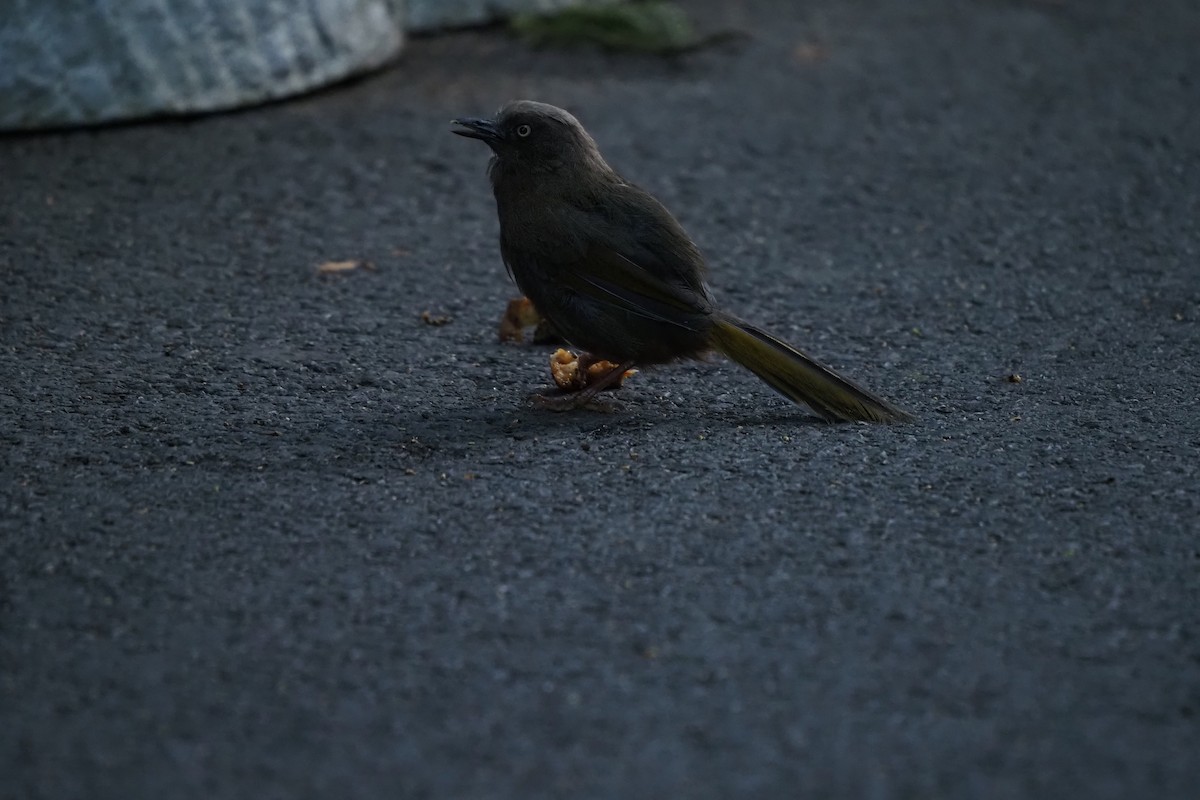 Elliot's Laughingthrush - ML643473363