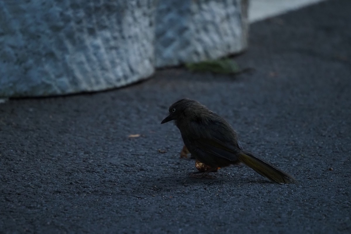 Elliot's Laughingthrush - ML643473364