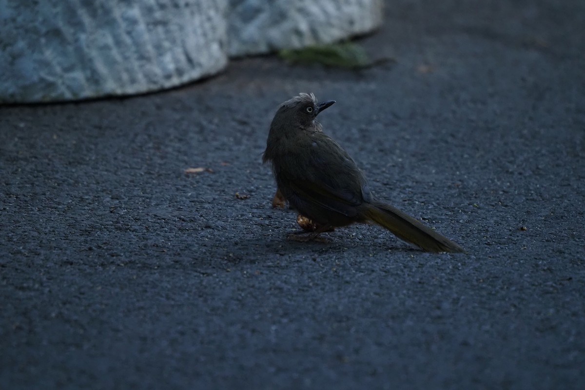 Elliot's Laughingthrush - ML643473365