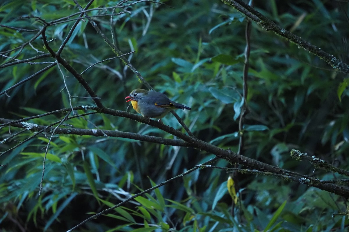 Red-billed Leiothrix - ML643473376