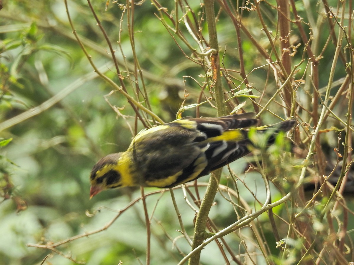 Yellow-breasted Greenfinch - ML643473389