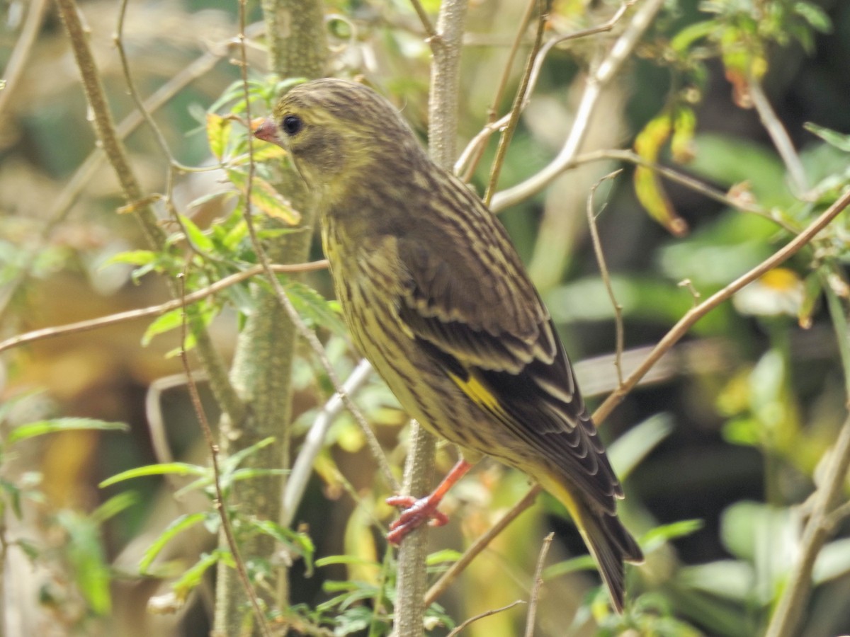 Yellow-breasted Greenfinch - ML643473390