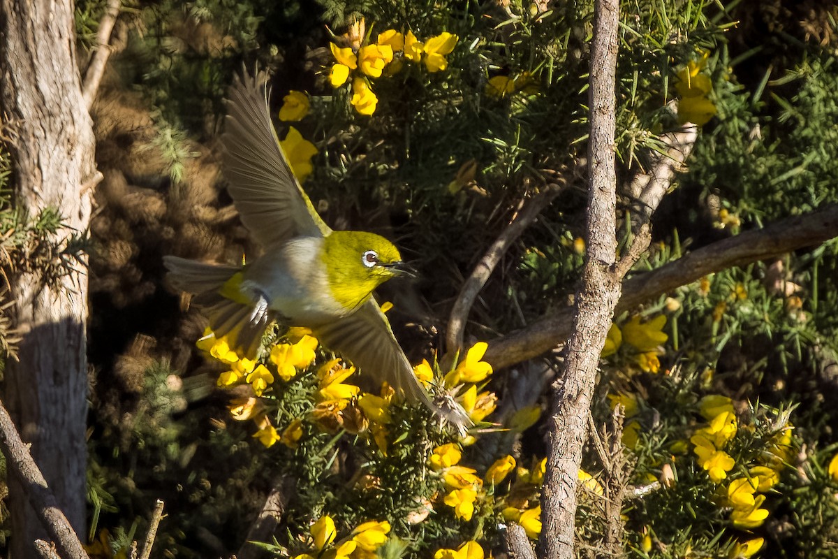 Warbling White-eye - ML643473401