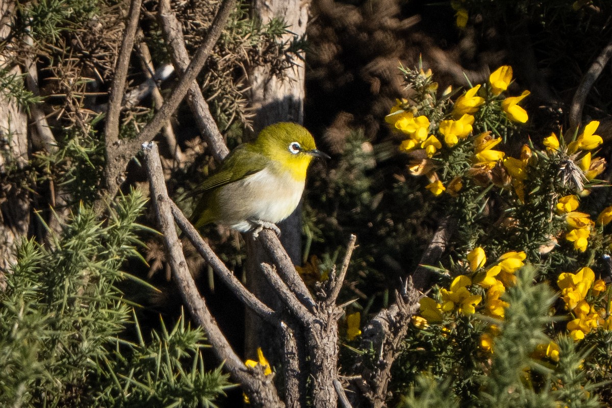 Warbling White-eye - ML643473402