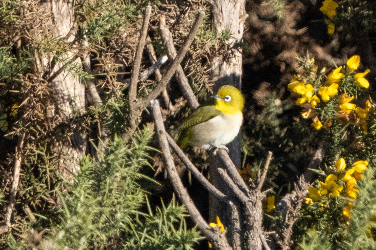 Warbling White-eye - ML643473403