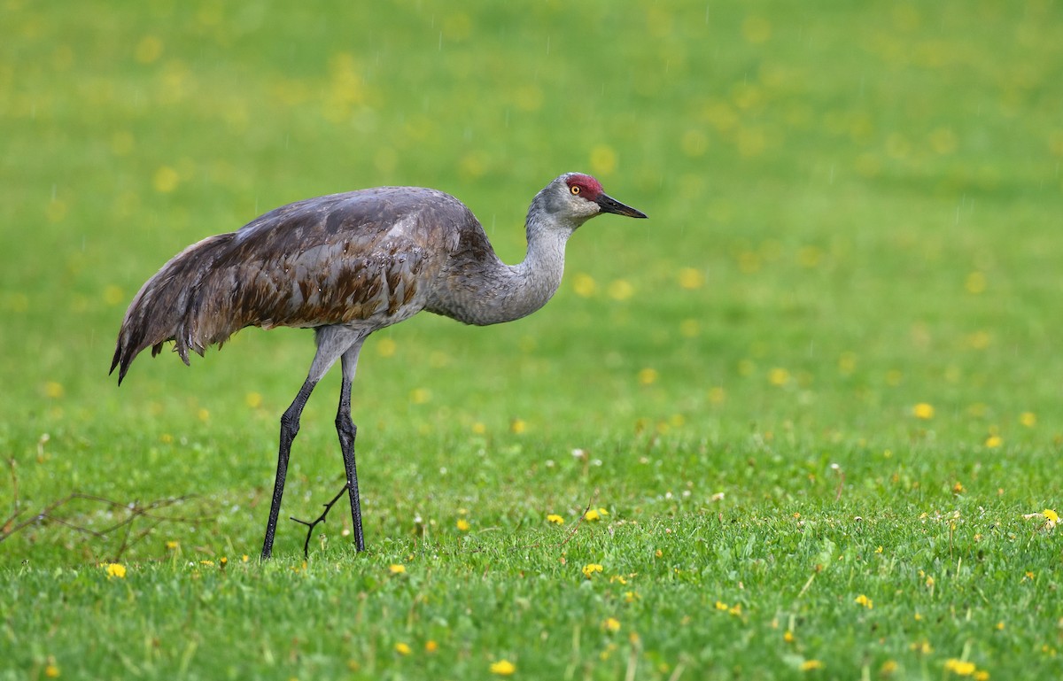 Sandhill Crane - ML643473405