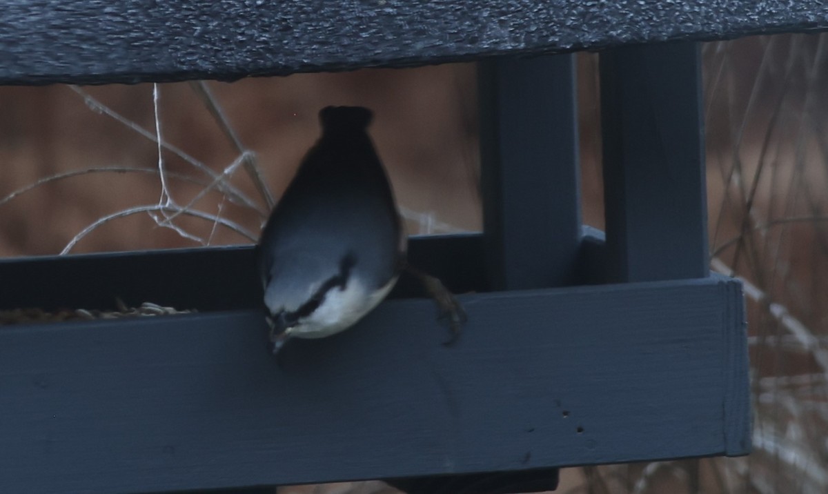 Eurasian Nuthatch - ML643473410
