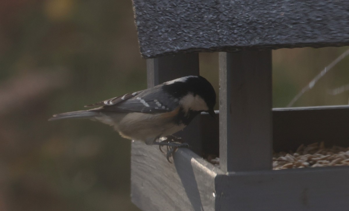 Coal Tit - ML643473411