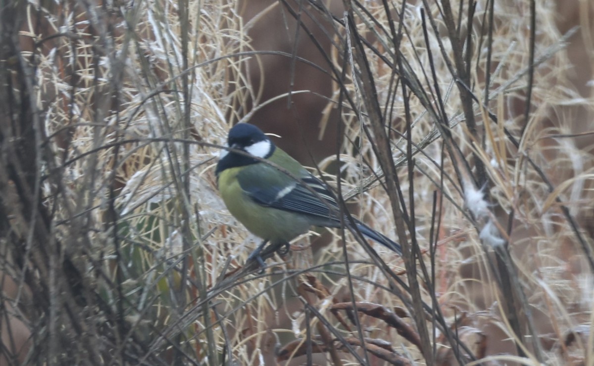 Great Tit - ML643473413