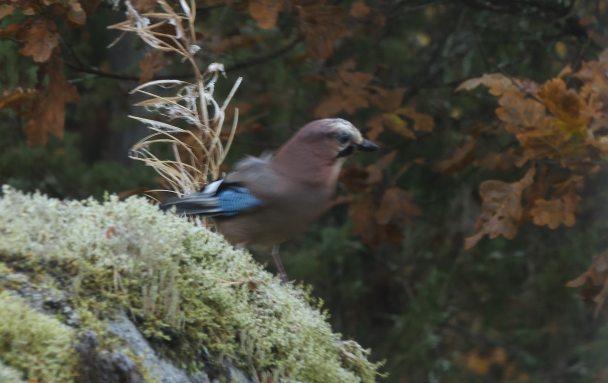 Eurasian Jay - ML643473419