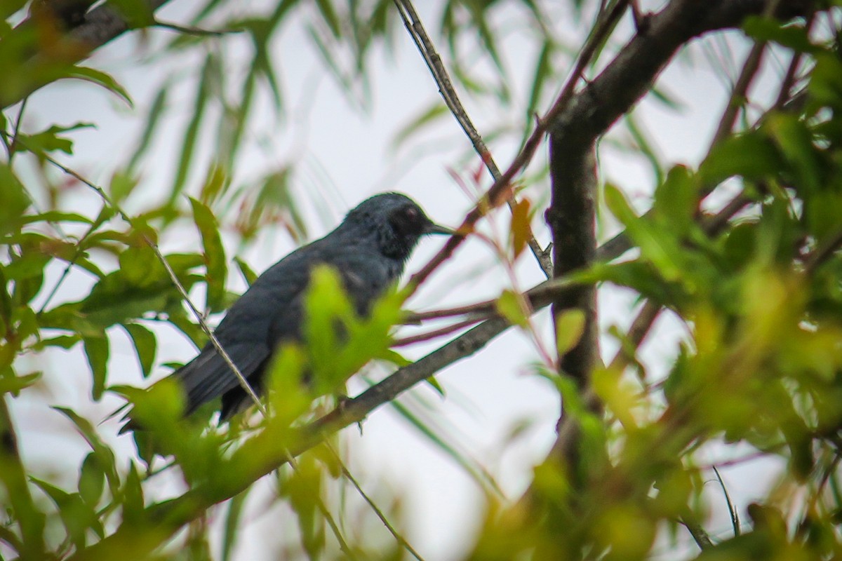 Blue Mockingbird - ML643473428