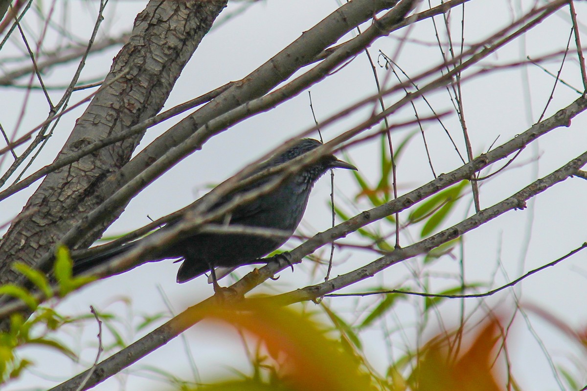 Blue Mockingbird - ML643473430