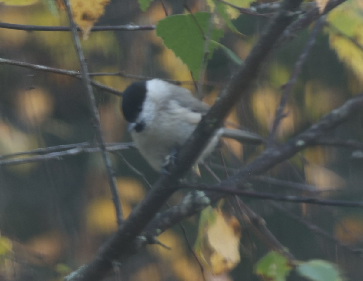 Marsh Tit - ML643473431
