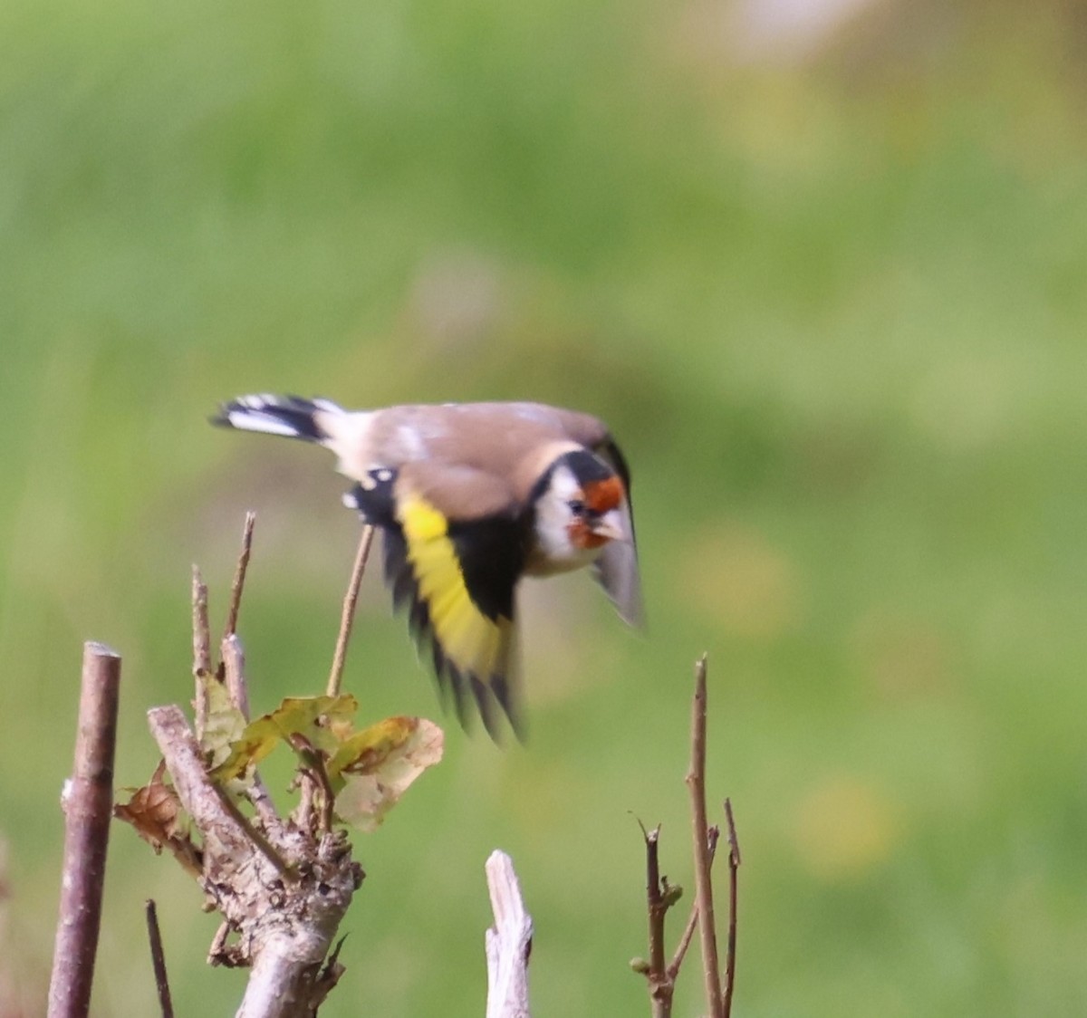 European Goldfinch - ML643473440
