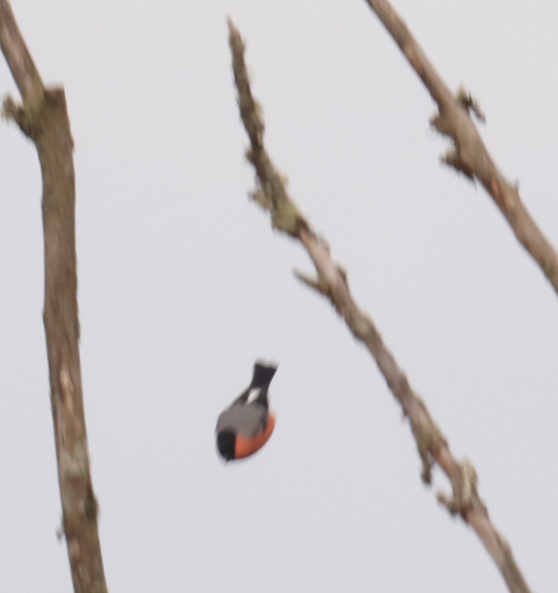 Eurasian Bullfinch - ML643473442