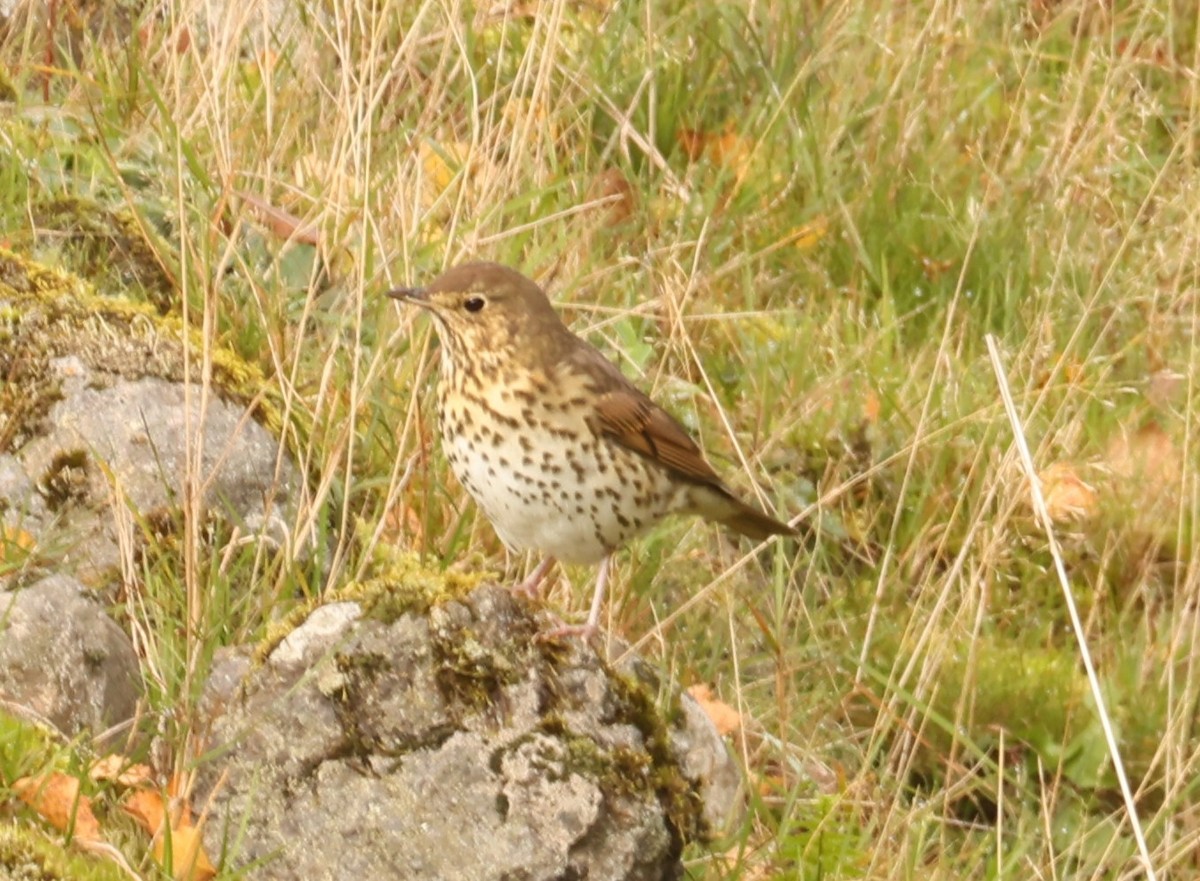 Song Thrush - ML643473449