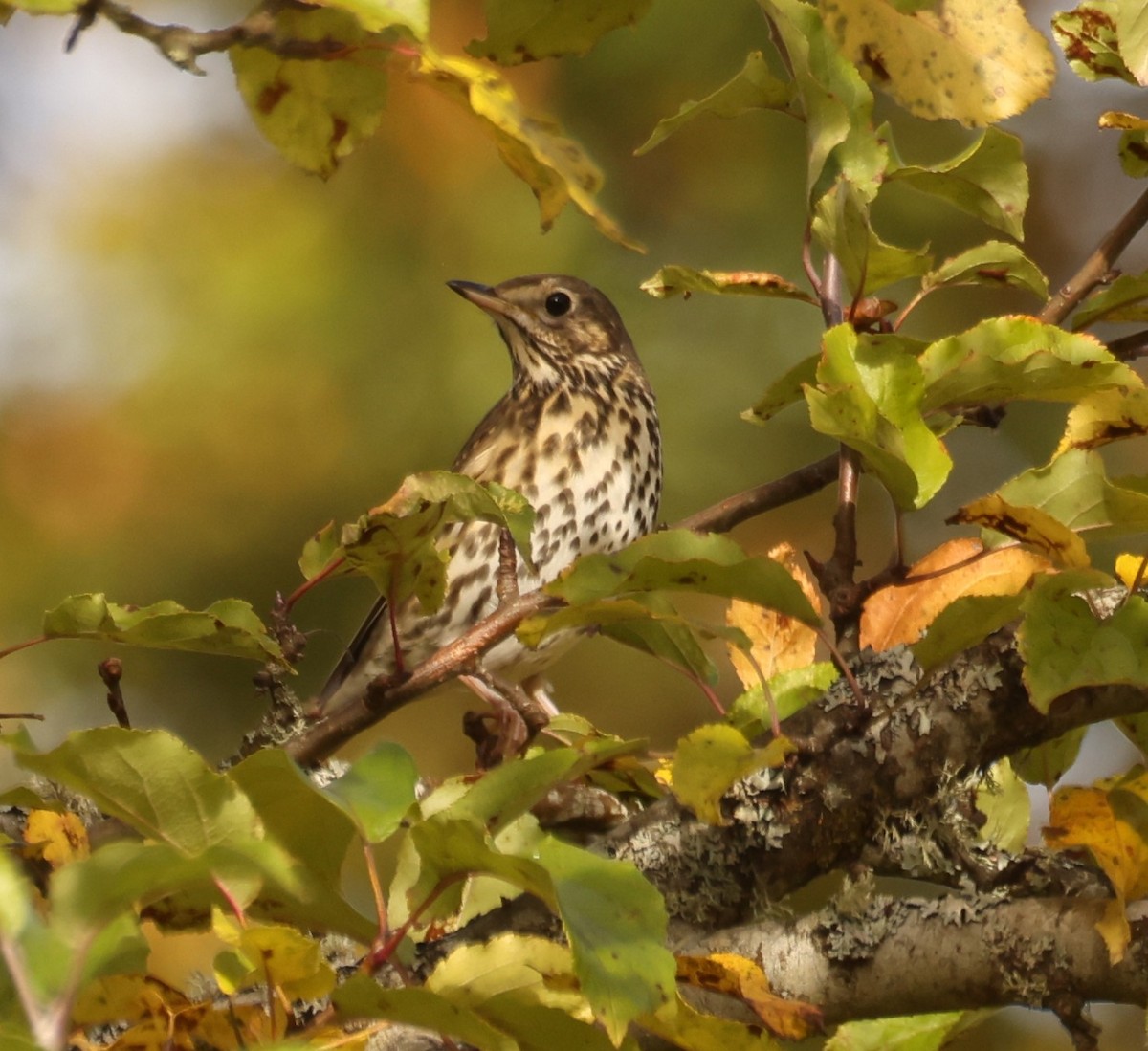 Song Thrush - ML643473450