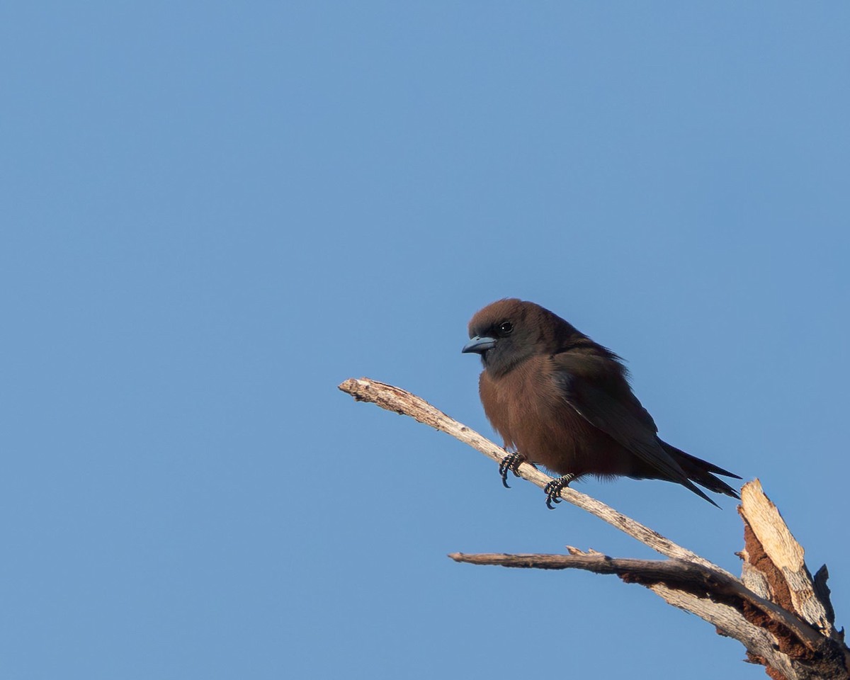 Little Woodswallow - ML643473451