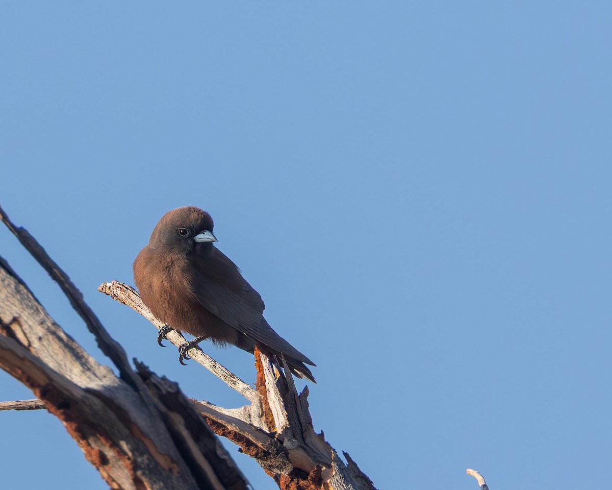 Little Woodswallow - ML643473452