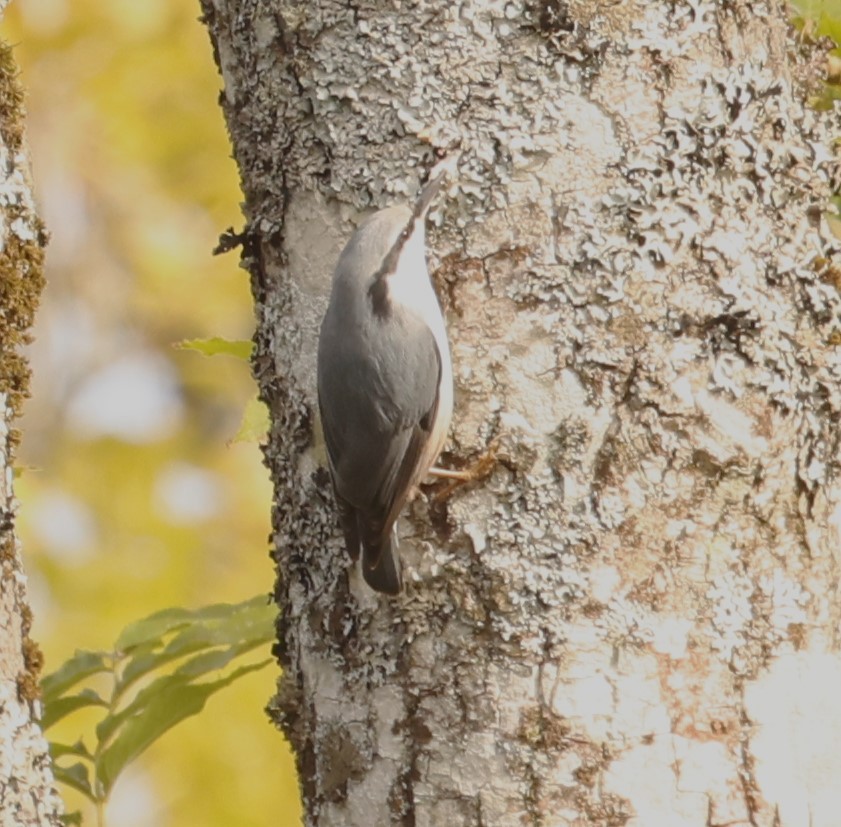 Eurasian Nuthatch - ML643473455