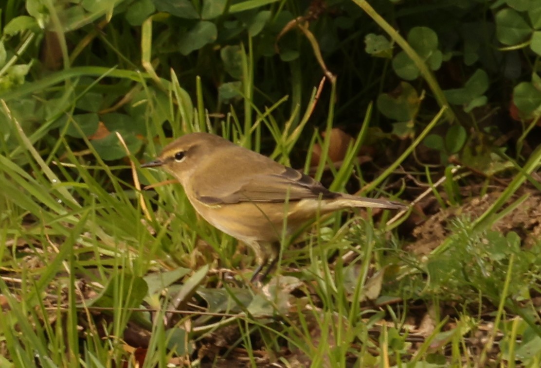 Common Chiffchaff - ML643473456