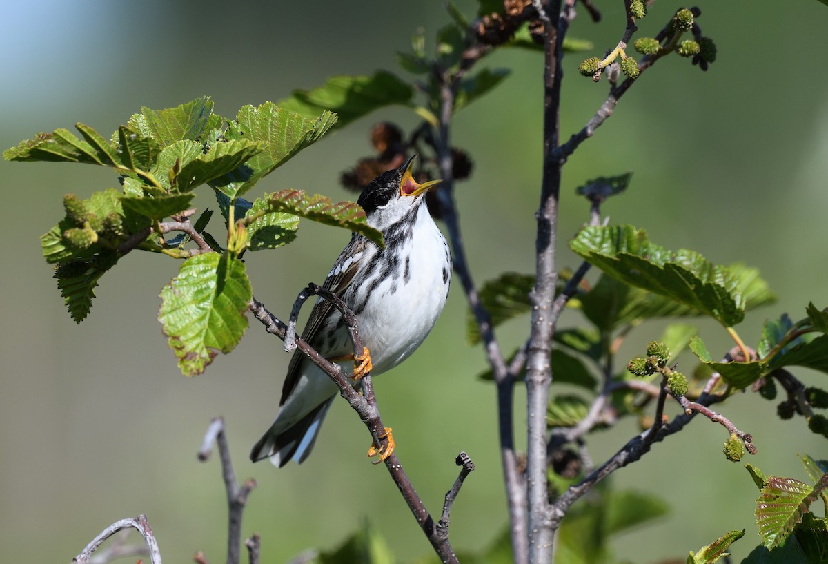 Blackpoll Warbler - ML643473457