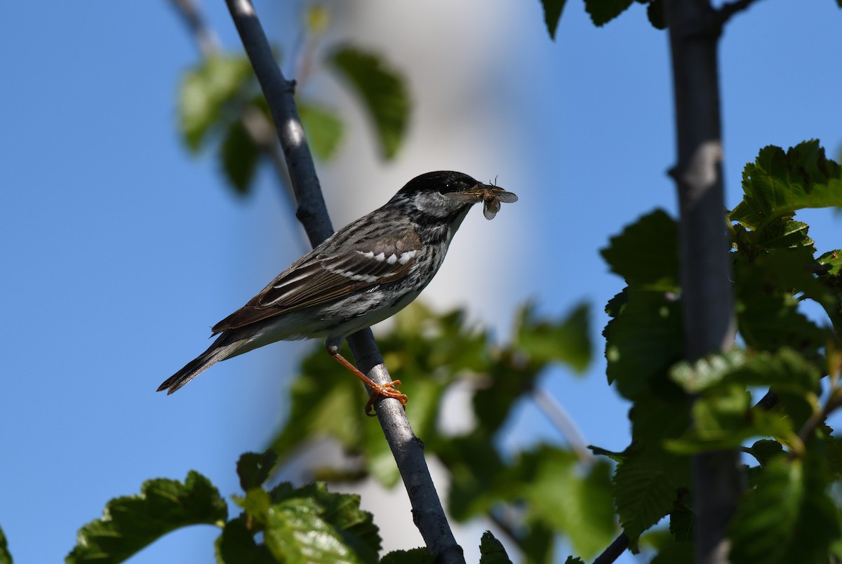Blackpoll Warbler - ML643473458