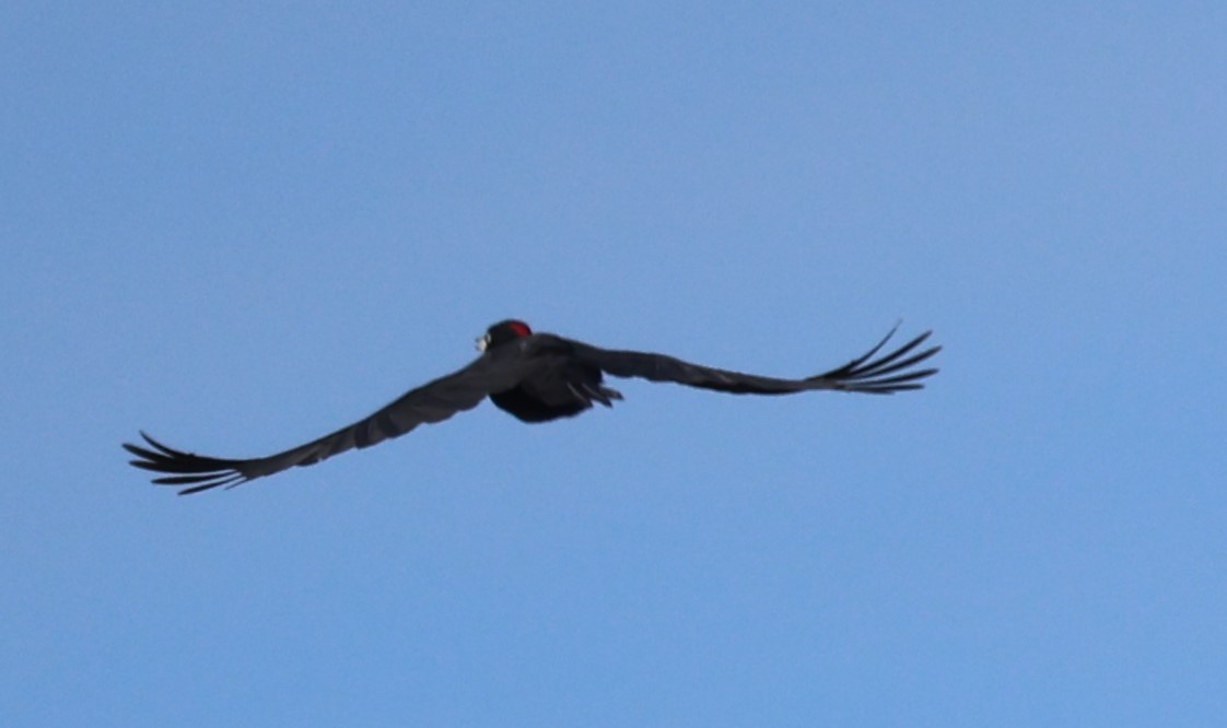 Black Woodpecker - ML643473459