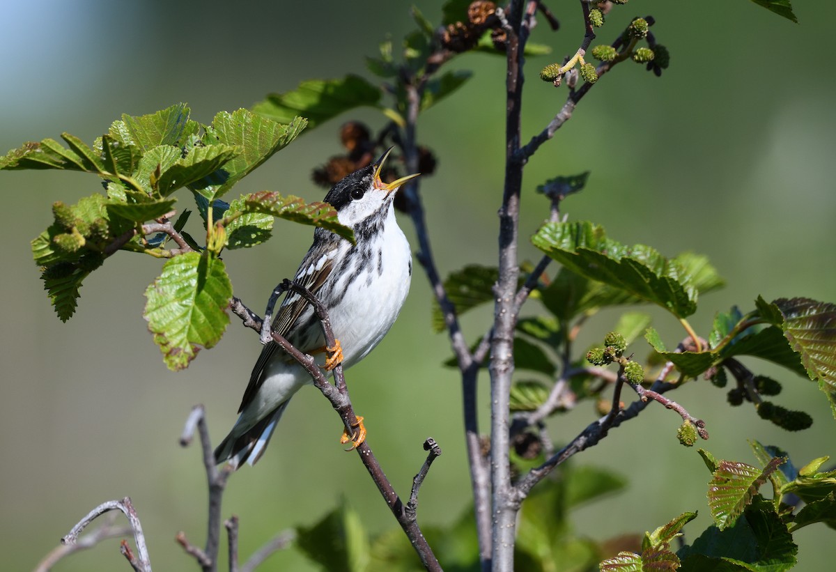 Blackpoll Warbler - ML643473460