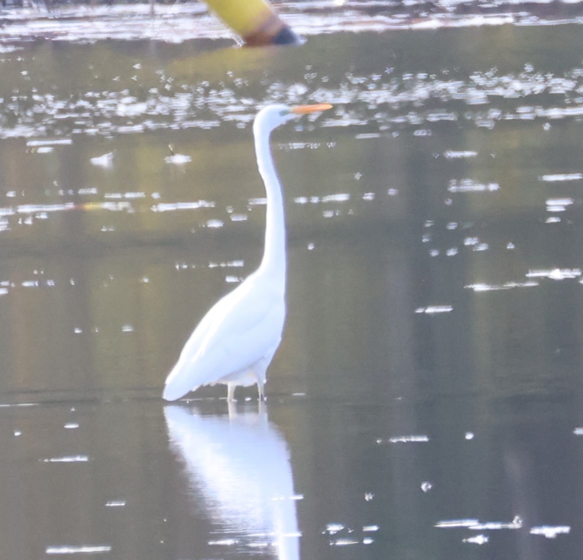 Great Egret - ML643473462
