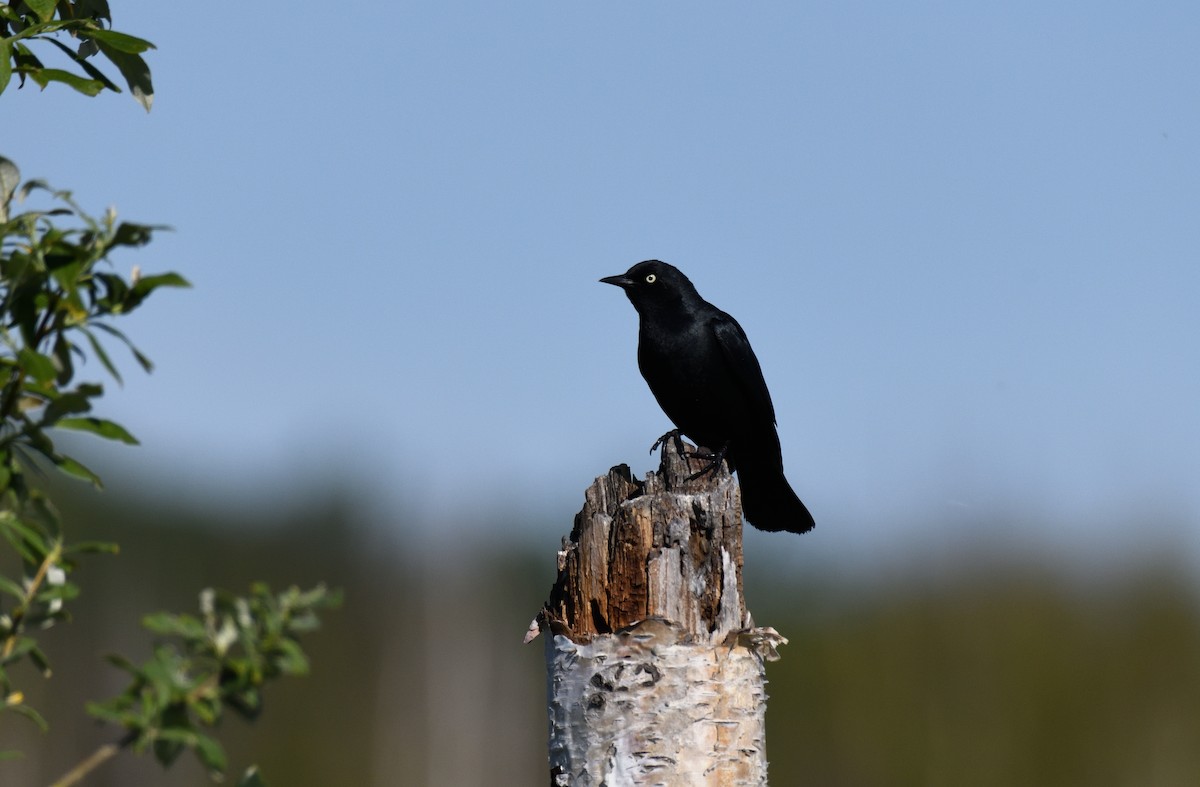 Rusty Blackbird - ML643473477