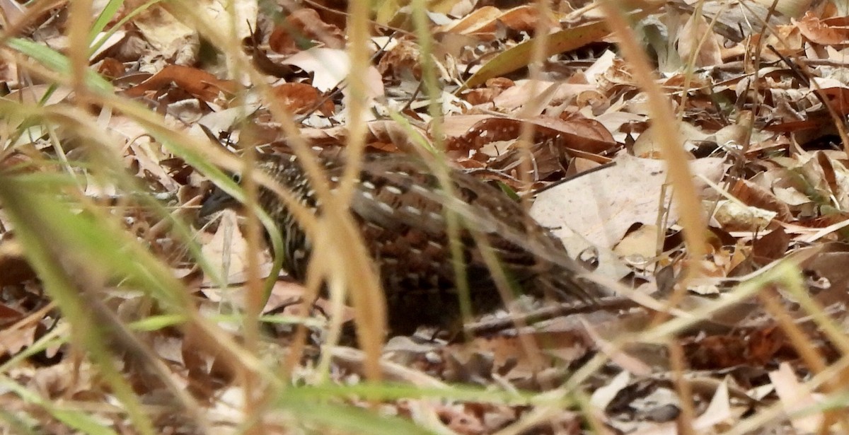 Black-breasted Buttonquail - ML643473495