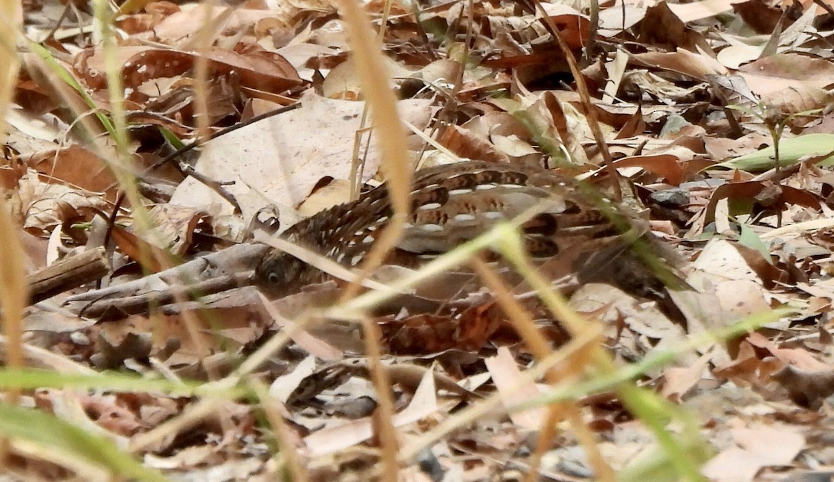 Black-breasted Buttonquail - ML643473496