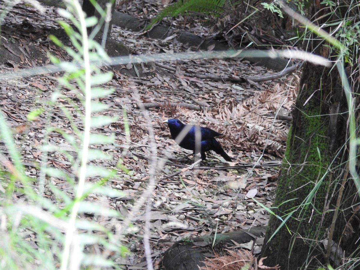 Satin Bowerbird - ML643473497