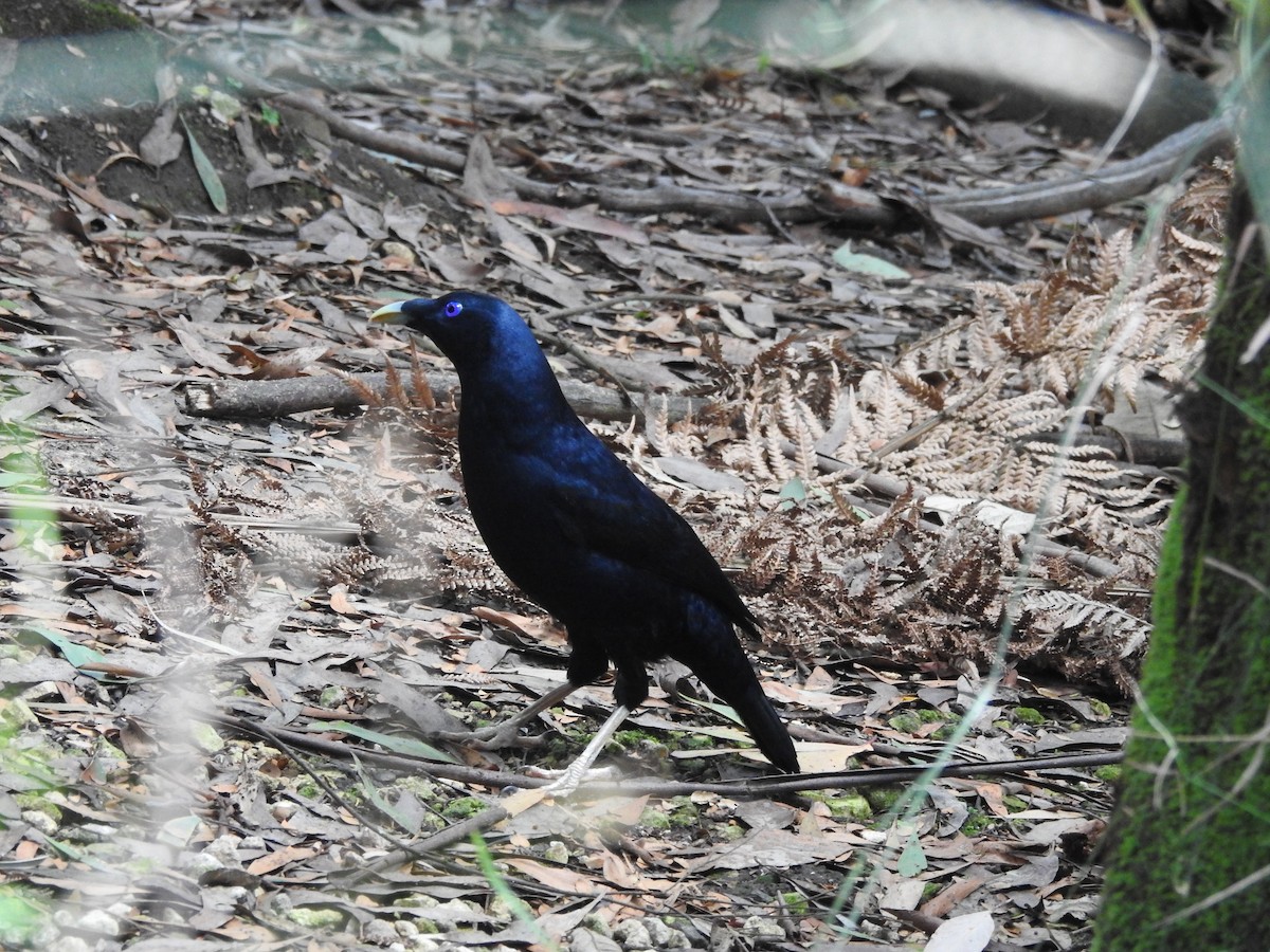 Satin Bowerbird - ML643473498