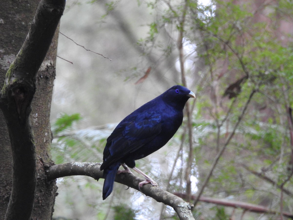 Satin Bowerbird - ML643473499