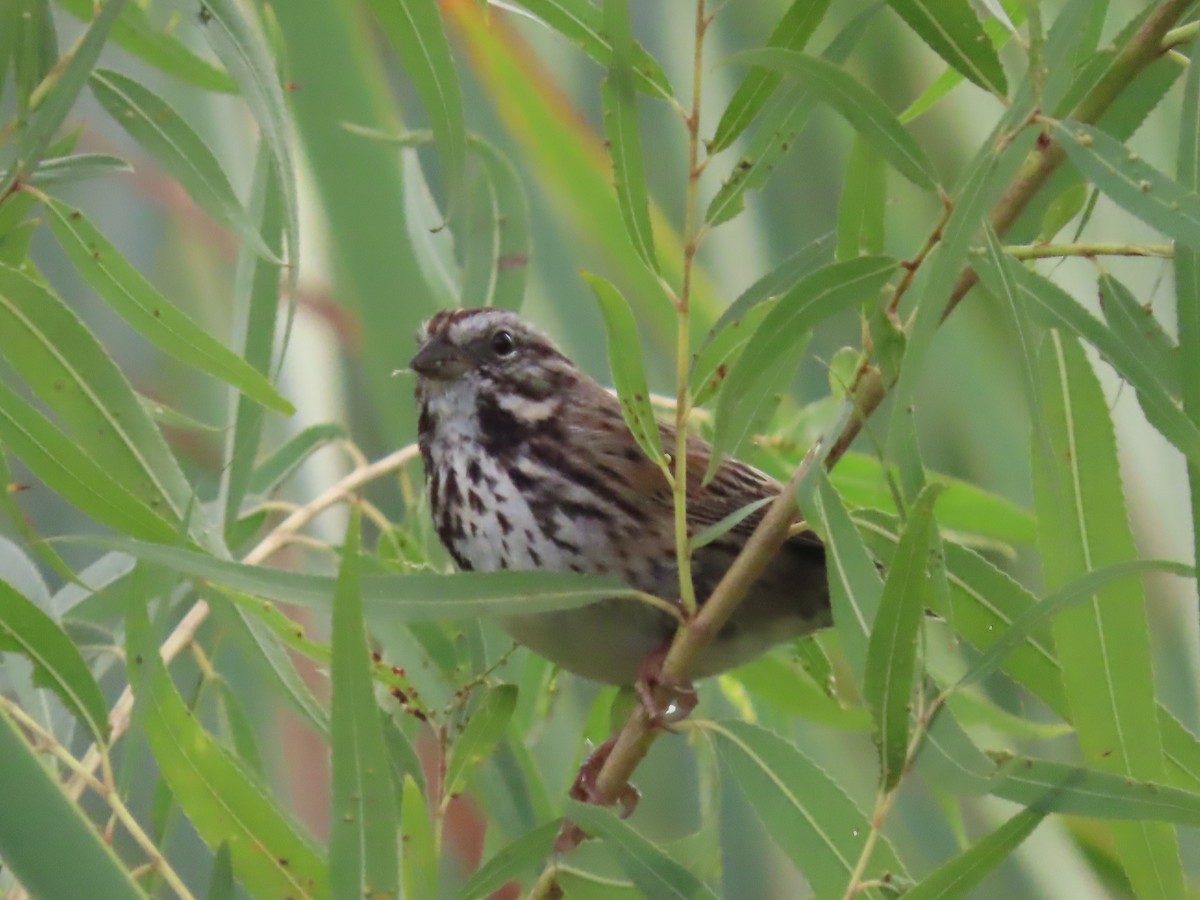 Song Sparrow - ML643473500