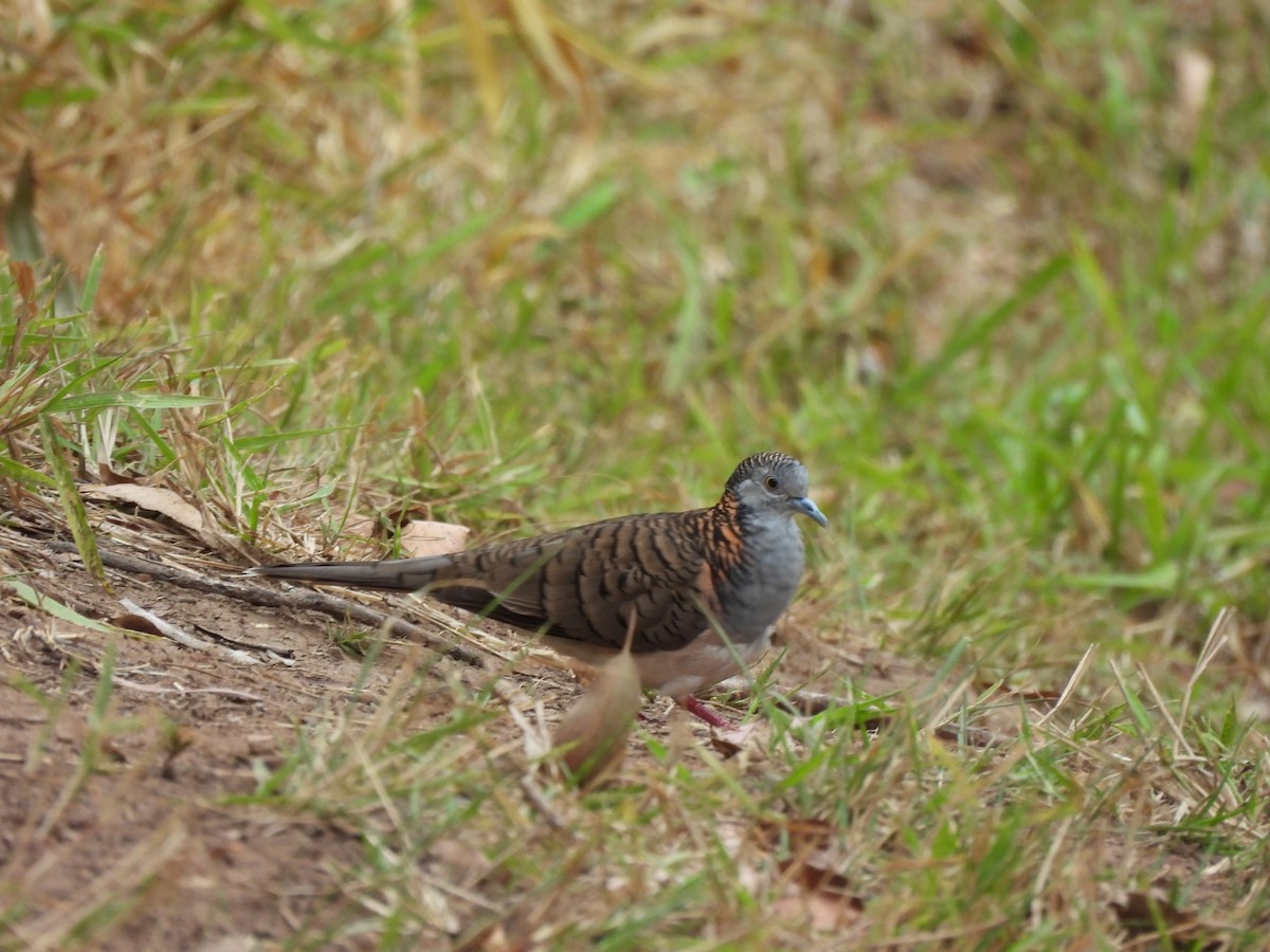 Bar-shouldered Dove - ML643473503