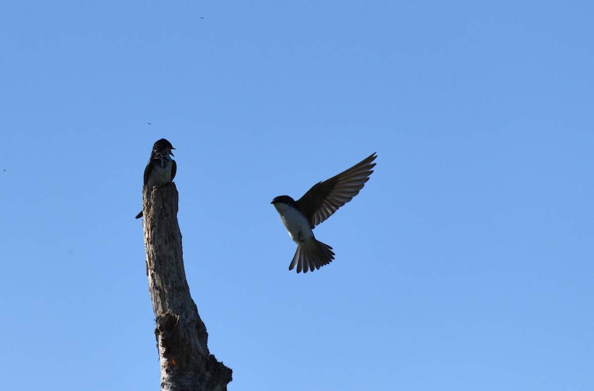 Tree Swallow - ML643473504
