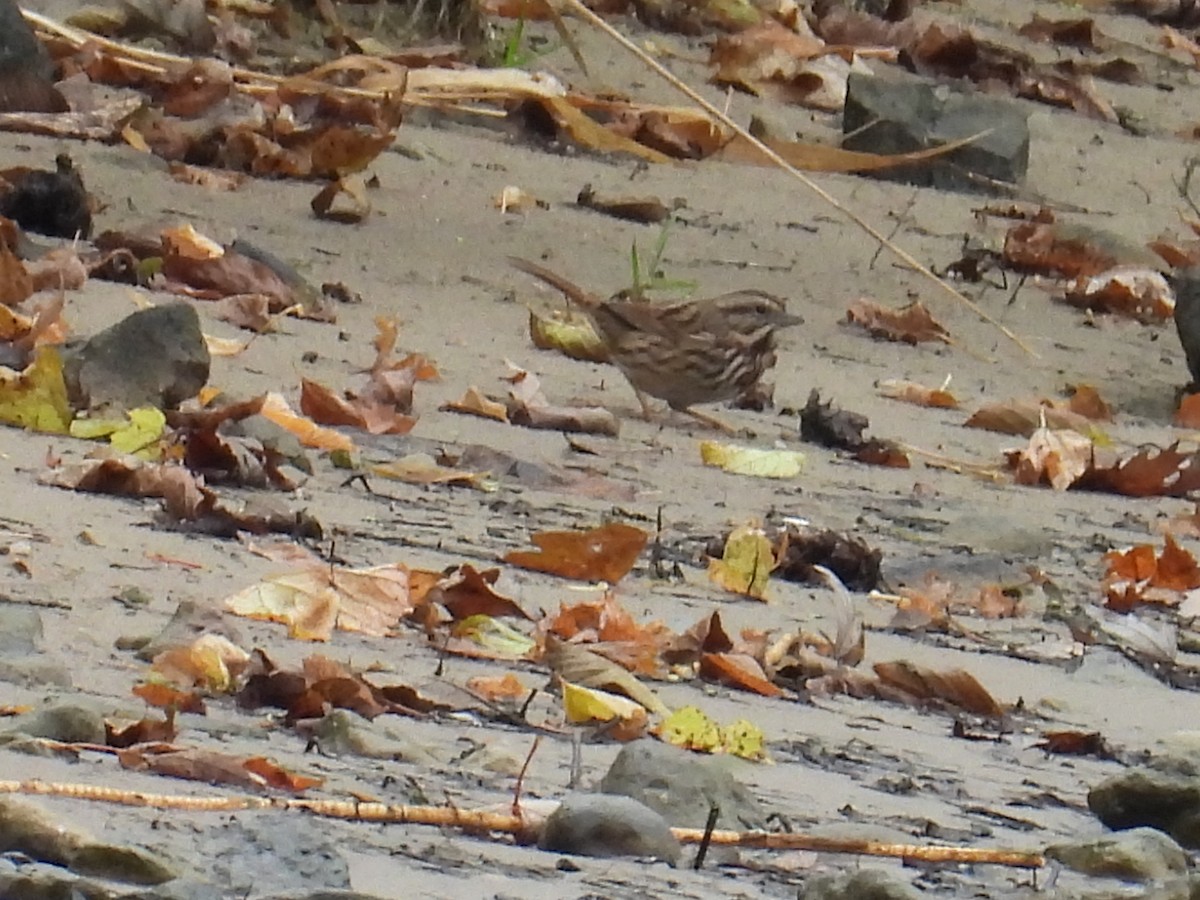 Song Sparrow - ML643473508