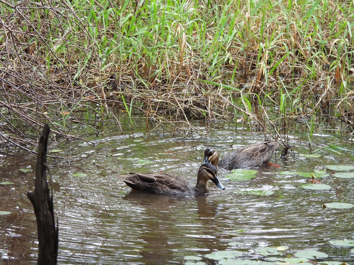 Pacific Black Duck - ML643473512