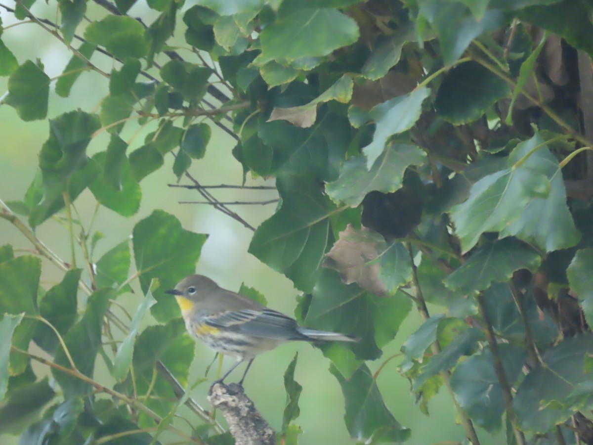 Yellow-rumped Warbler - ML643473528