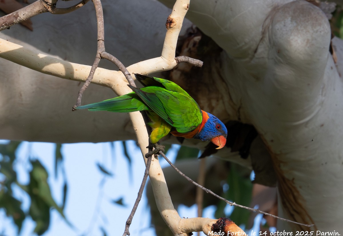 Red-collared Lorikeet - ML643473545