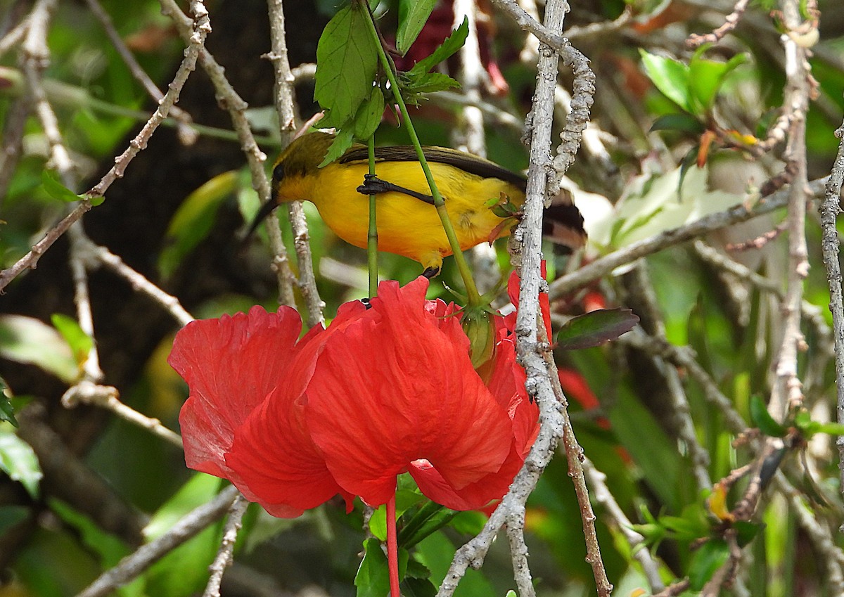Sahul Sunbird - ML643473547
