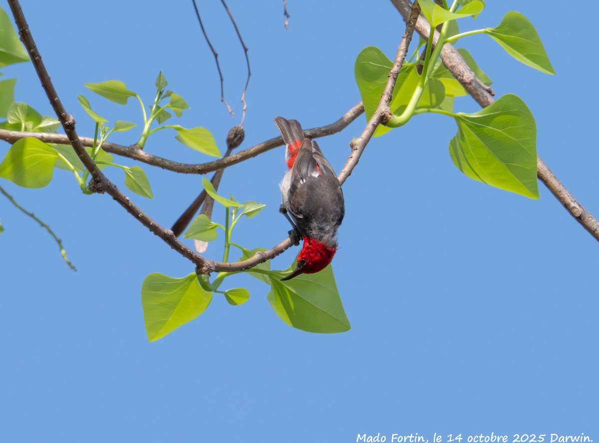 Red-headed Myzomela - ML643473552
