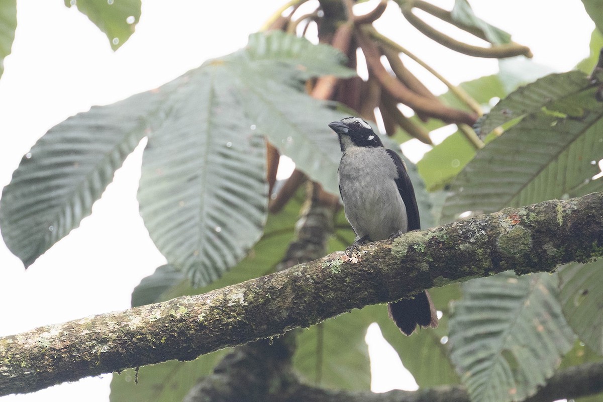Black-winged Saltator - ML643473558